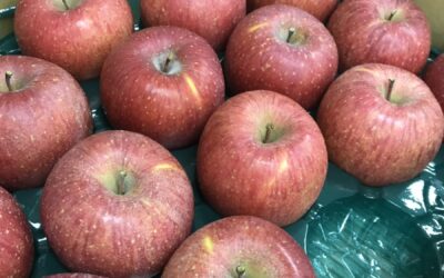 CIBTACボディクラス /リンゴでパワーアップ