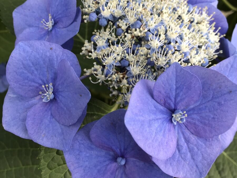 CIBTAC 本日のシブタックスクーリングは栄養学とボディの実技。